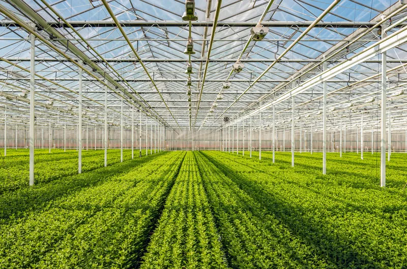 Greenhouse Yield Enhancement in Milwaukee Greenhouse Yield Enhancement in Kenosha Greenhouse Yield Enhancement in Racine Greenhouse Yield Enhancement in Janesville Greenhouse Yield Enhancement in Sun Prairie Greenhouse Yield Enhancement in Fitchburg Greenhouse Yield Enhancement in Middleton Greenhouse Yield Enhancement in Waukesha Greenhouse Yield Enhancement in Eau Claire Greenhouse Yield Enhancement in Oshkosh Greenhouse Yield Enhancement a+ heler's